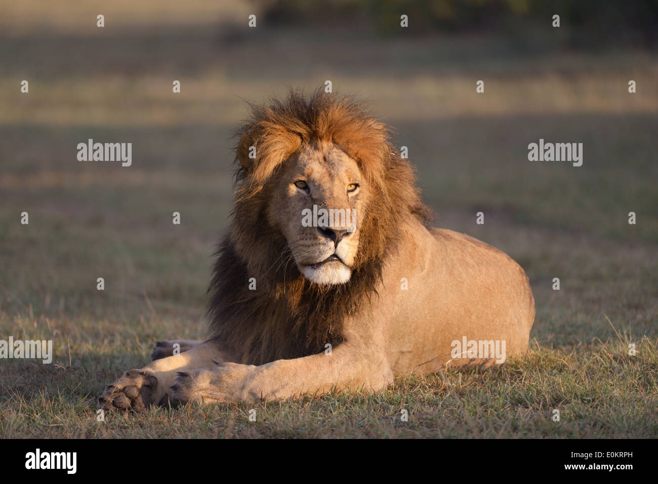 Male lion light hi-res stock photography and images - Alamy