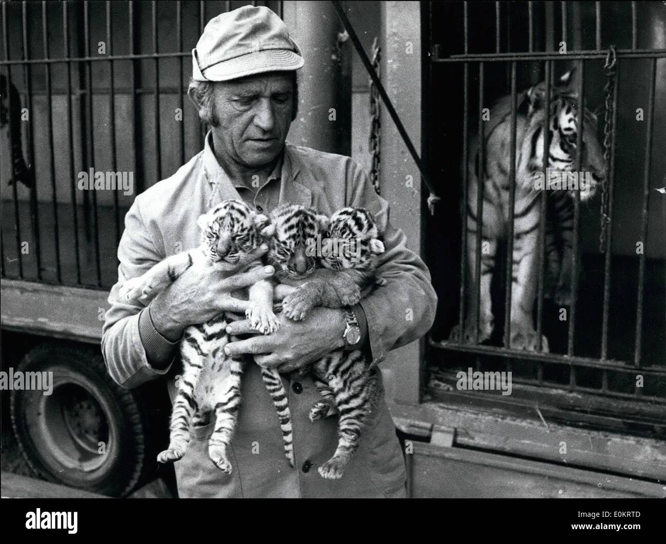 Nov. 11, 1947 - Young Tigers Lacerate Young Girl: Photo Shows So innocent and harmless looked the three tigers Saphir, Rubin and Topas in August 1973 short after their birth. Now, 15 months later, they killed a little girl. Stock Photo