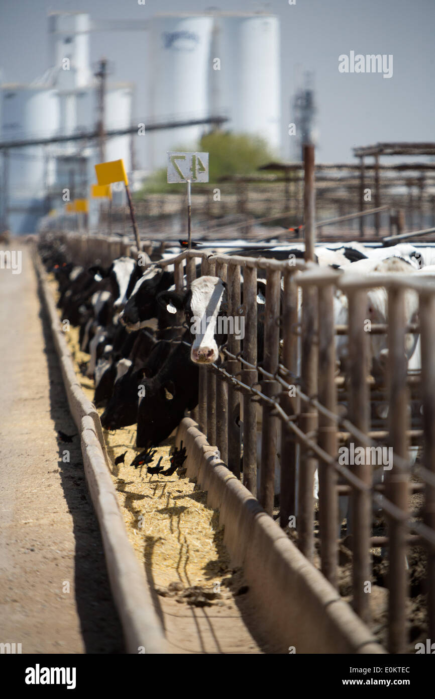 Cattle at the Hacienda Feedyard in Brawley in Imperial County, in April