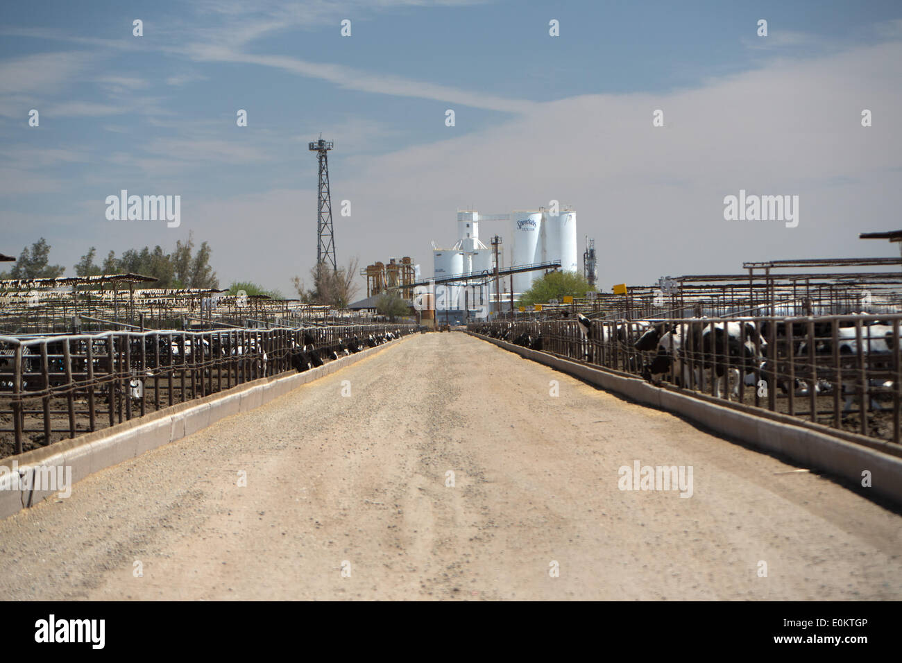Cattle at the Hacienda Feedyard in Brawley in Imperial County, in April