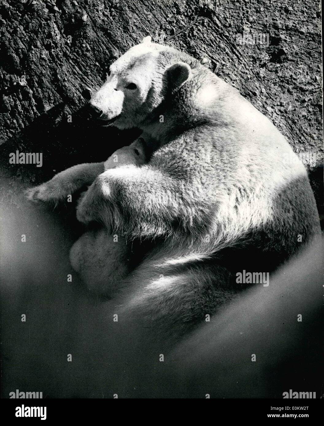 Polar bear london zoo hi-res stock photography and images - Alamy