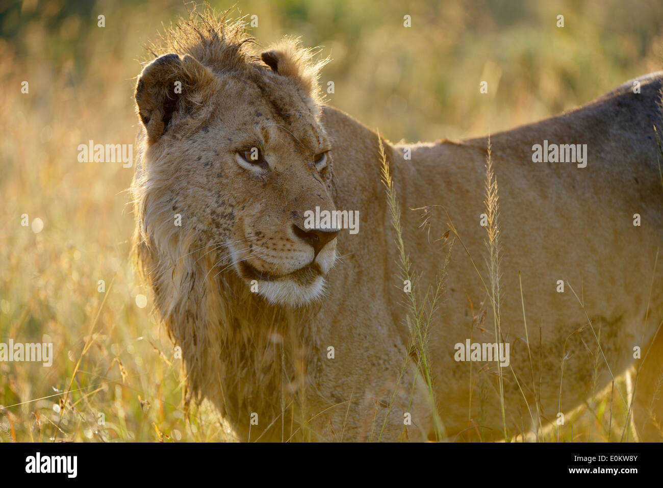 Male lion light hi-res stock photography and images - Alamy