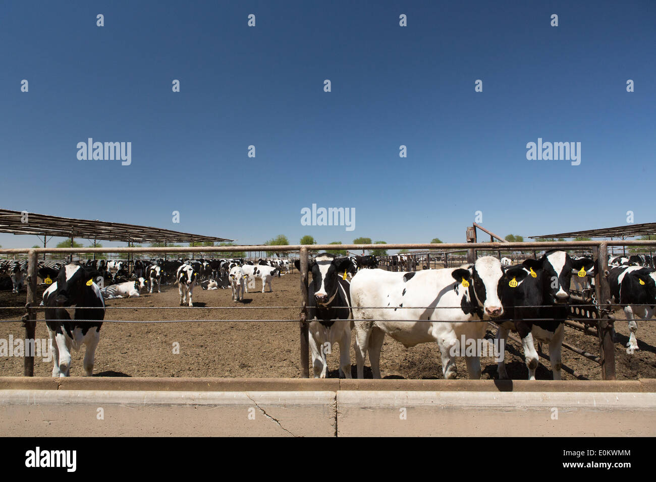 Cattle at the Hacienda Feedyard in Brawley in Imperial County, in April