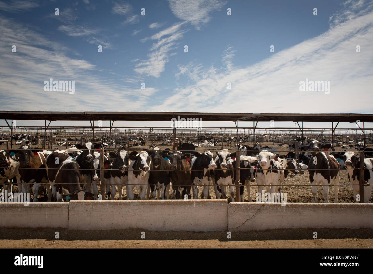 Cattle at the Brandenberg Feed Yard in Calexico in Imperial County, in