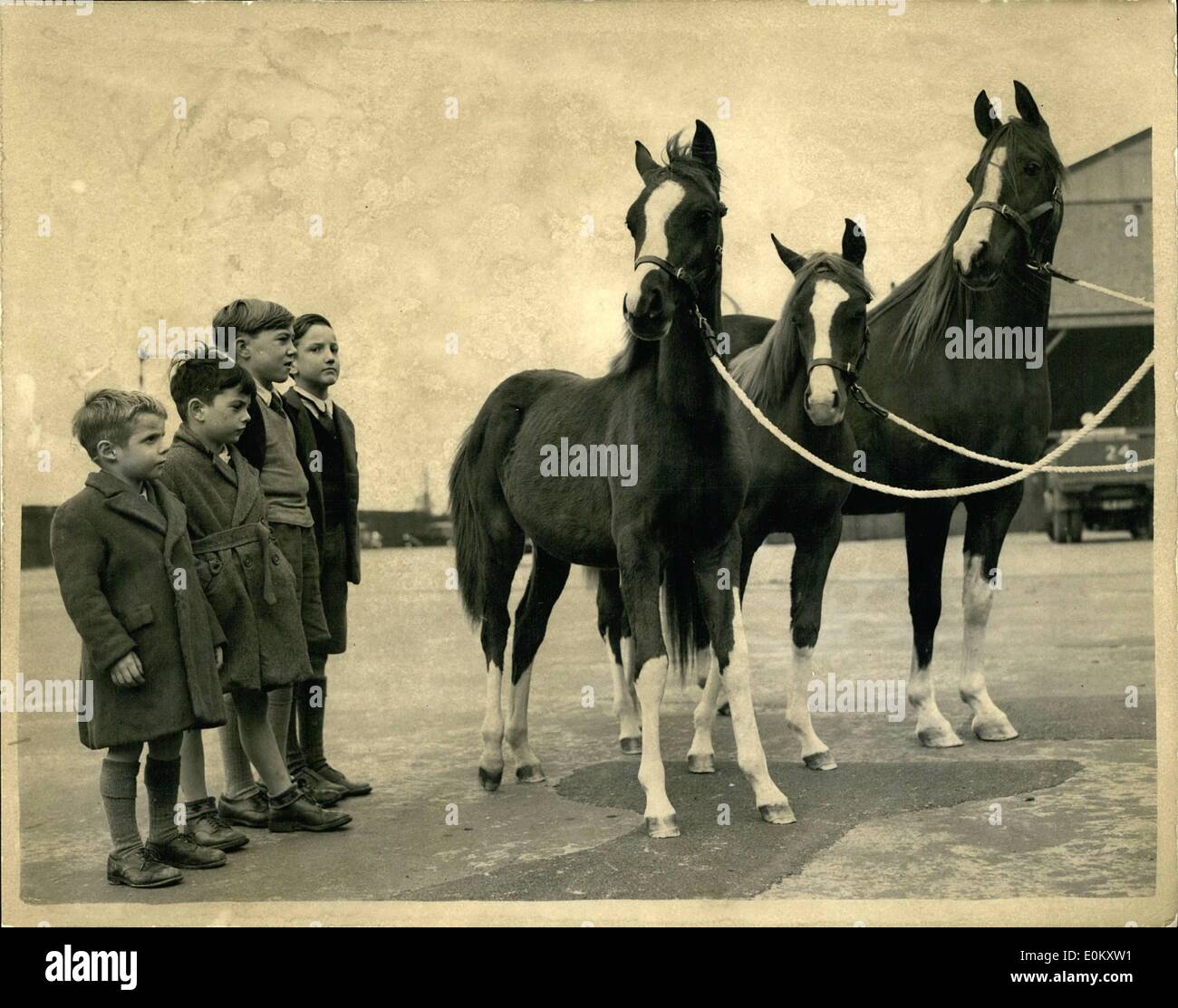 Oct. 10, 1952 - Extremely Rare Twins - For Arab Mare... Rehearsals were held at Harringay this afternoon for the ''Horse of the Stock Photo