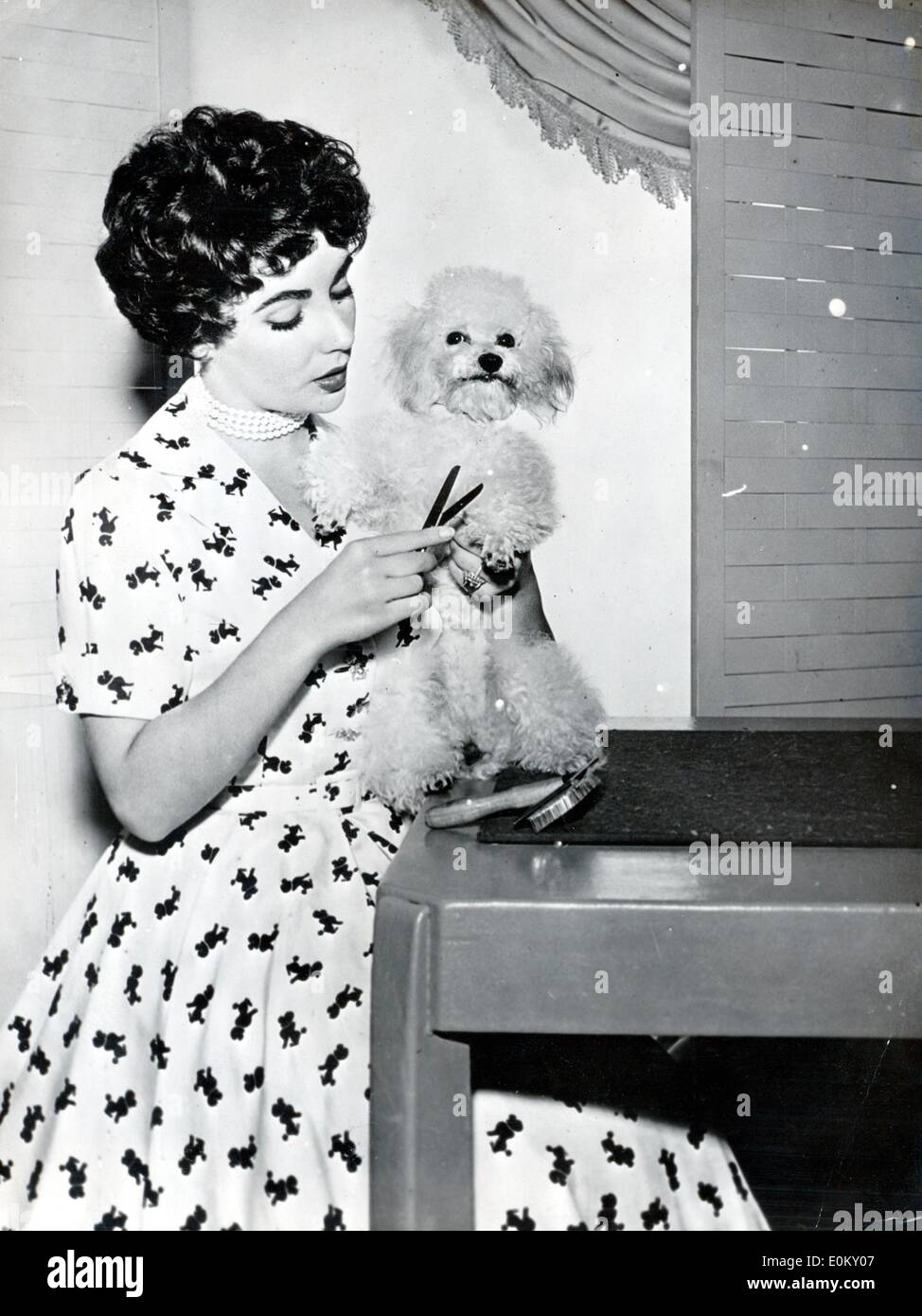 Actress Elizabeth Taylor trimming her puppy's hair Stock Photo