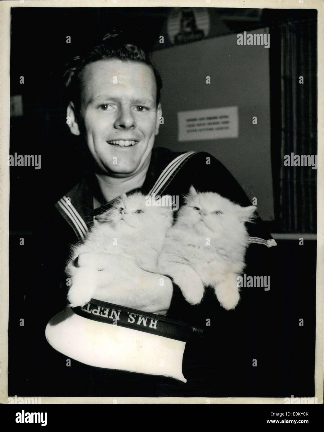 Aug. 22, 1952 - Crystal Cat Show at Olympia. Keystone Picture Shows: A/B. R. Sharman, of Brixton, seen with some cream Persian kittens, owned by Mrs. Nash, of Surrey, at the Crystal Cat Show, at the National Hall, Olympia today. Stock Photo