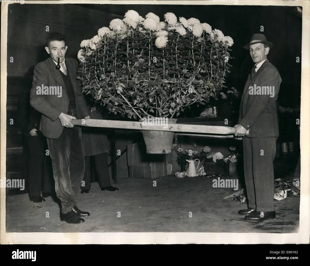 Nov. 11, 1952 - National Chrysanthemum society Show one Plant - 128 Blooms: Picture Shows: Mr. May right and Mr. Frank Tarvin Stock Photo