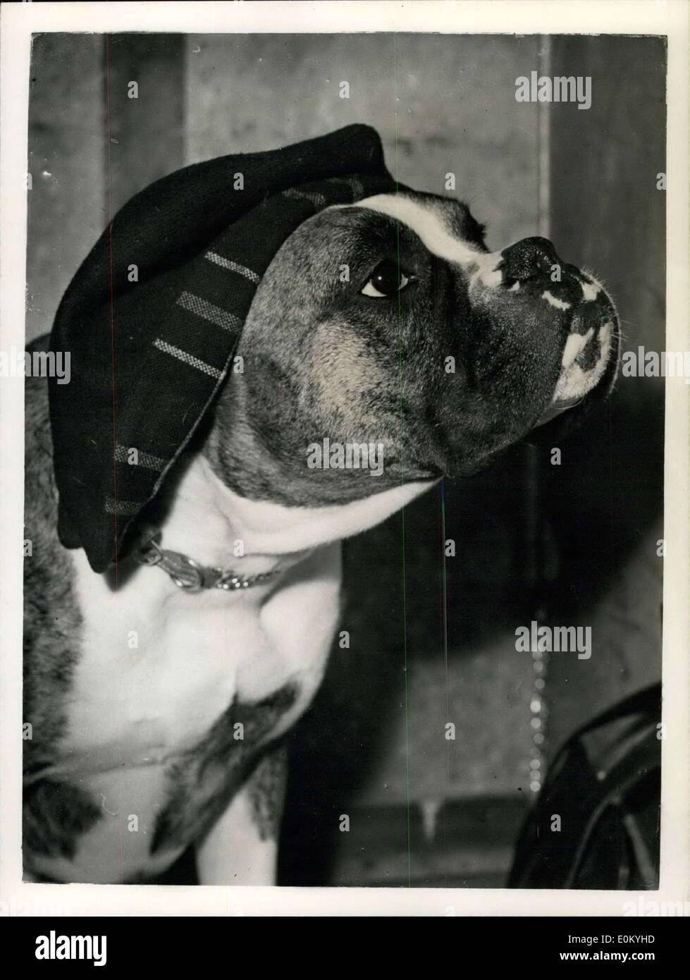 Dec. 03, 1952 - British Boxer Club Show At Lime Grove Hall Keeping His Head Warm. Photo shows Champion Panfield Awldogg Attar owned by Mrs. M.E. Bull of Bishop's Storford - finds this hat keeps his head warm - as he awaits his turn to be judged - at the British Boxer Club Show held at Lime Grove Mall, this morning. Stock Photo