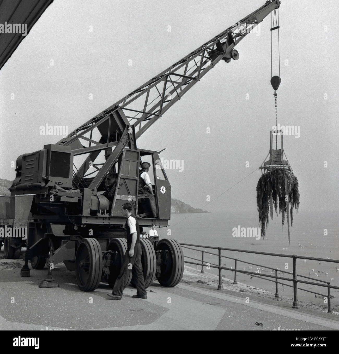 1950s historical picture showing a crane or grab dredge with operator lifting seaweed from the