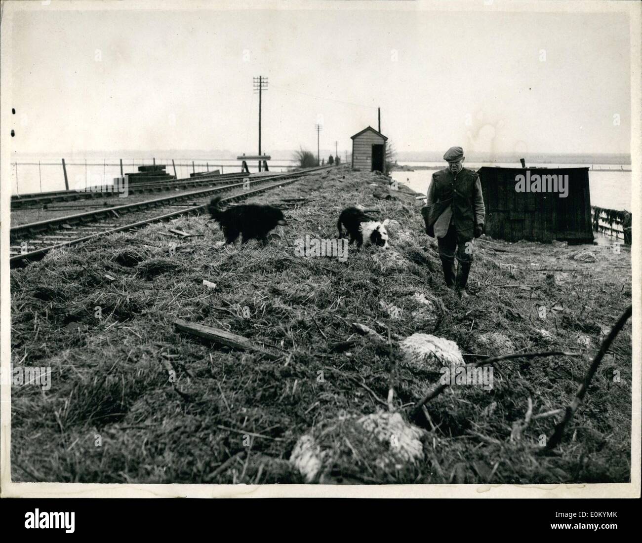 Feb. 02, 1953 - 5,000 sheep die on the isle of sheppey. a sound bed of dead sheet and cattle. Army personnel were busily at work today on ''Operation livestock'' - on the Isle of Sheppey rescuing sheep - bullocks etc. trapped in the floods, it is estimated that over 5,000 sheep are already dead. Photo shows Mr. Andrew Barrie- seen with his two sheepdogs ''Mike'' and ''Jerry'' as they search for his sheep. Mr. Barrie had lost 348 sheep - and under the mass of grass and seweed is a bed of sheep and cattle who perished in the floods. Stock Photo