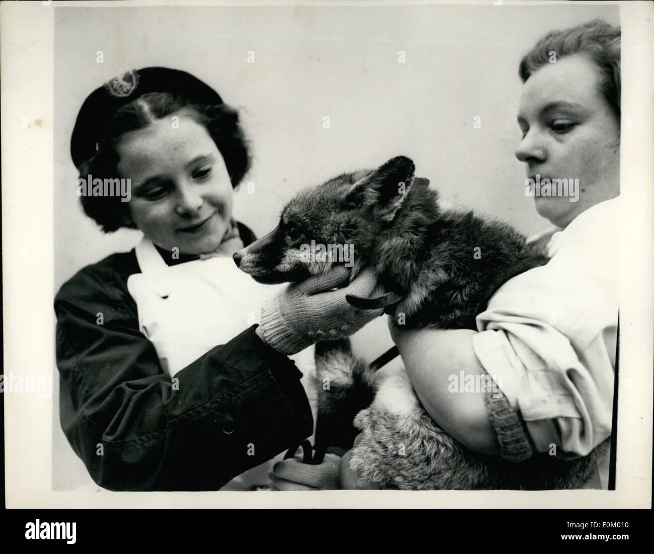Dec. 12, 1952 - Anybody Want A Nice Fox ?? Makes Friends With The ''Busy Bee''.. The staff of the P.D.S.A. Sanatorium, St. Swithin's Farm, Ilford, are appealing for a home for ''Betty'' a ''nice fox'' - sent to them when its ex-policeman owner went into hospital. They say that the fox is ''quite nice'' - and children are very popular with it - but she does not care too much for adults... Keystone Photo Shows:- Avril Tullet (13) a PDSA 'Busy Bee' is introduced to 'Betty' held by animal nurse Pat Ormond - at the sanatorium. Stock Photo