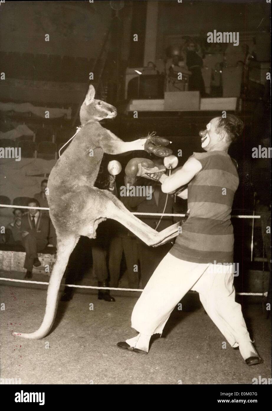 A boxing kangaroo hires stock photography and images Alamy