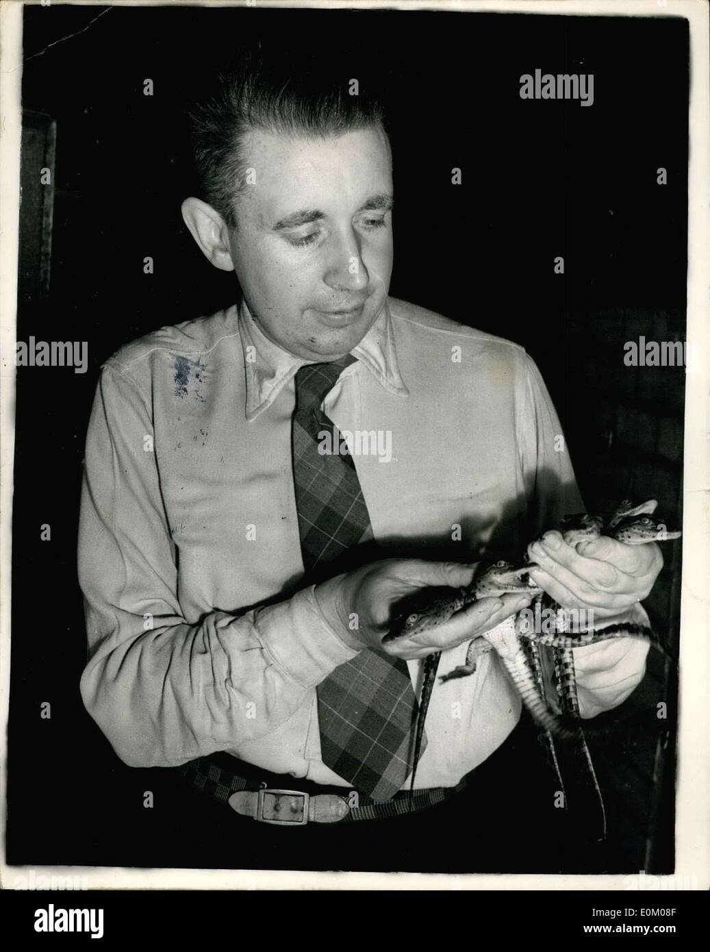Dec. 29, 1952 - Zoo Census In Progress African Crocodiles - Three Weeks Old. Photo shows Keeper R. Lanworn of the Reptile house Stock Photo