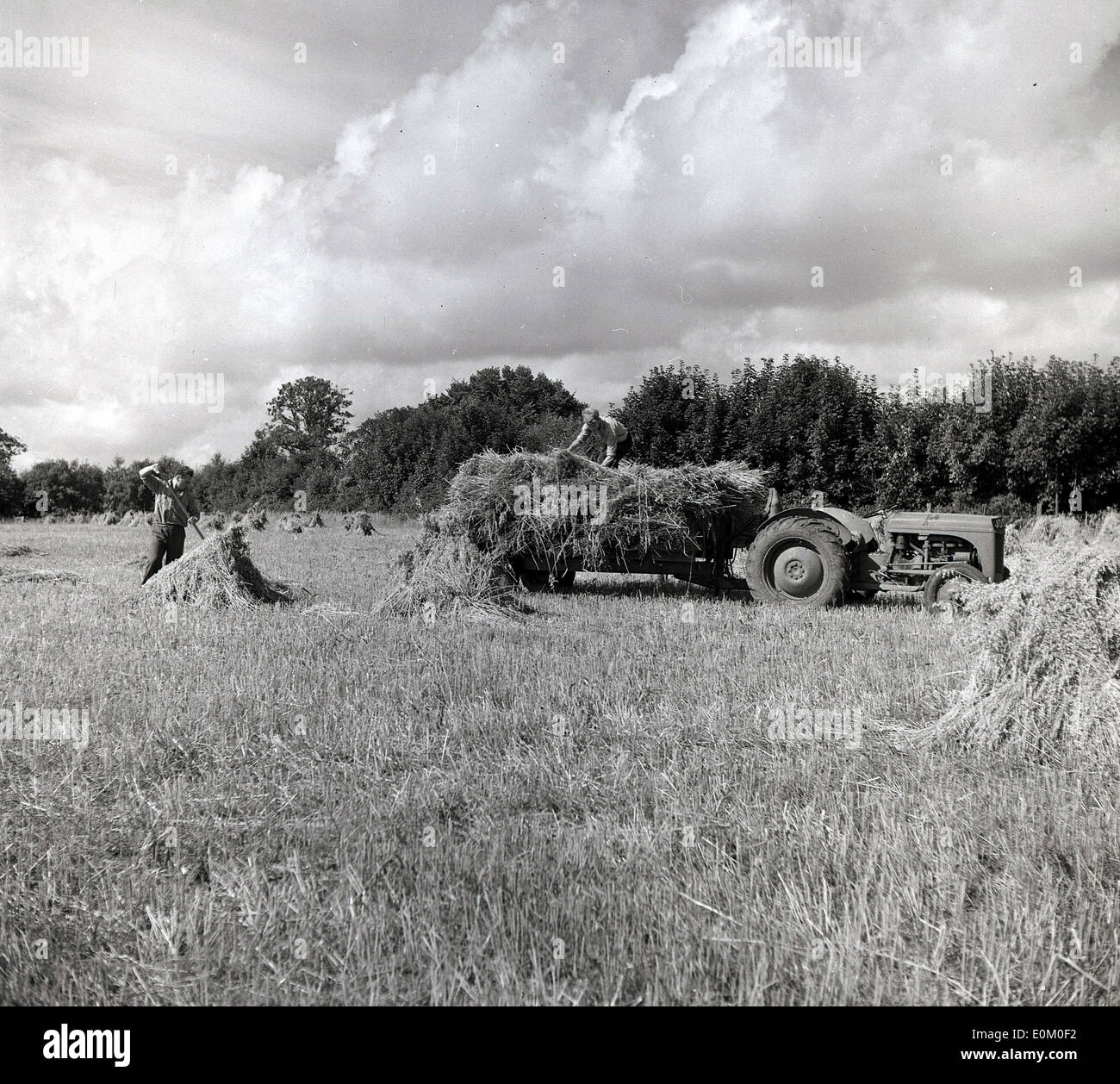 1950s historical, farmers working in a field gathering hay to go on a