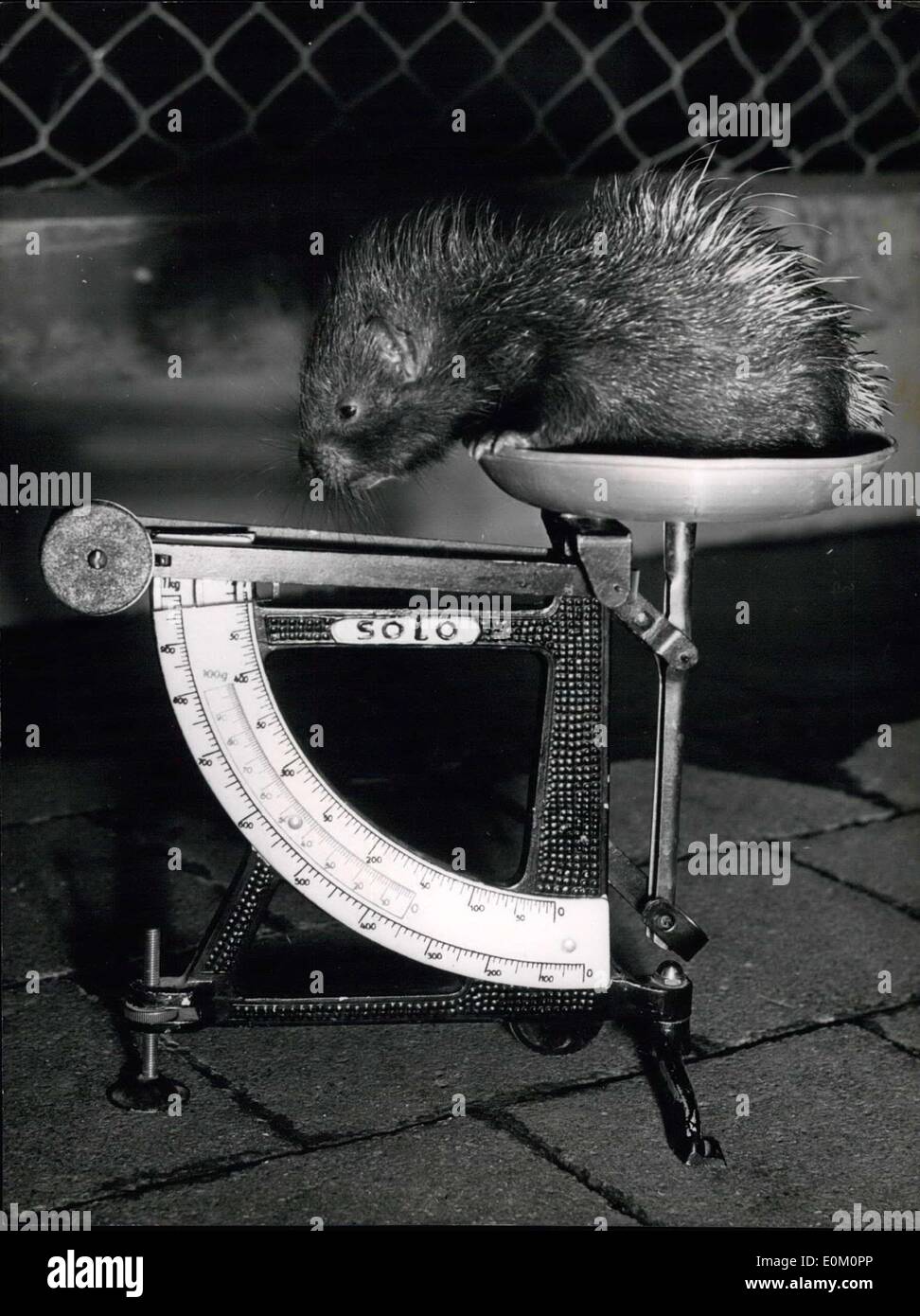480 grams quills hi-res stock photography and images - Alamy
