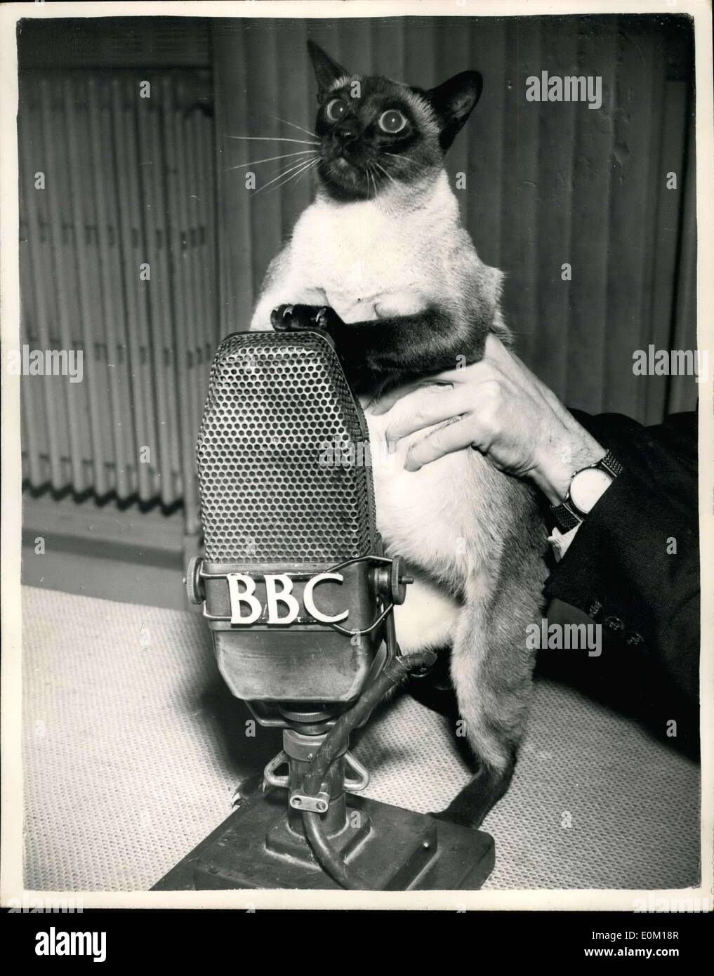 Jan. 21, 1953 - Siamese Cat records for B.B.C. Programme: Tai-Lu e Siamese cat was to be seen at Acclian Hall, Bond Street, this afternoon, recording for his part in the B.B.C. programme ''Hello there'' which is being transmitted on Feb. 1st. Photo Shows Tai-Lu is helped up to the microphone - for the recording this afternoon. Stock Photo