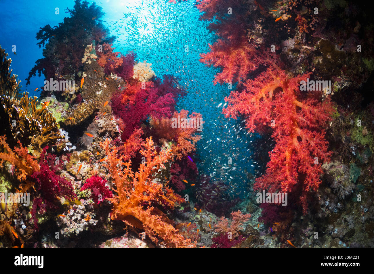 Coral reef scenery with soft corals and Pygmy sweepers. Egypt, Red Sea. (Dendronnephthya sp), ( Parapriacanthus guentheri) Stock Photo