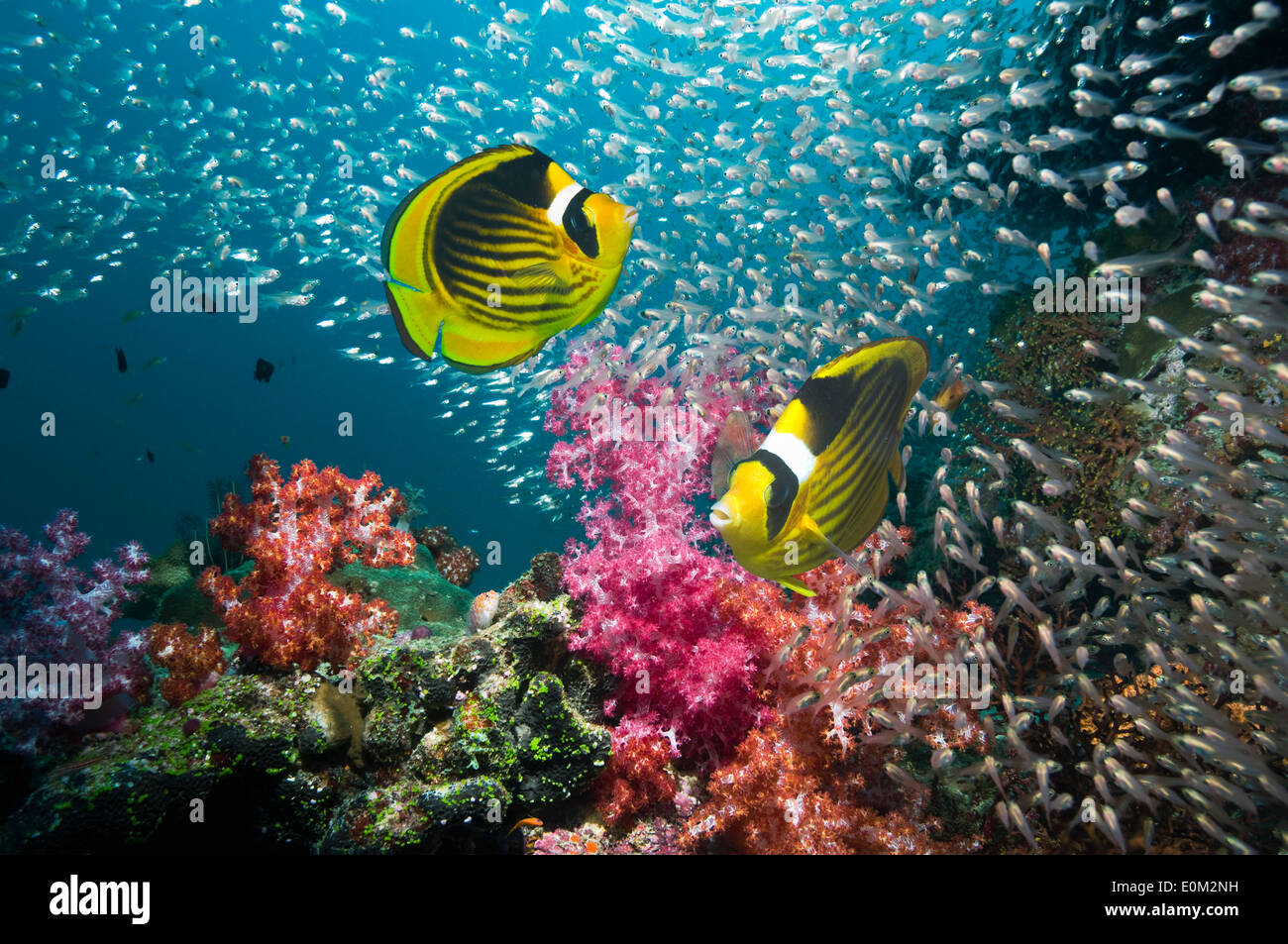Red Sea racoon butterflyfish, Pygmy sweepers, soft coral (Chaetodon fasciatus), (Parapriacanthus guentheri), (Dendronephthya sp) Stock Photo
