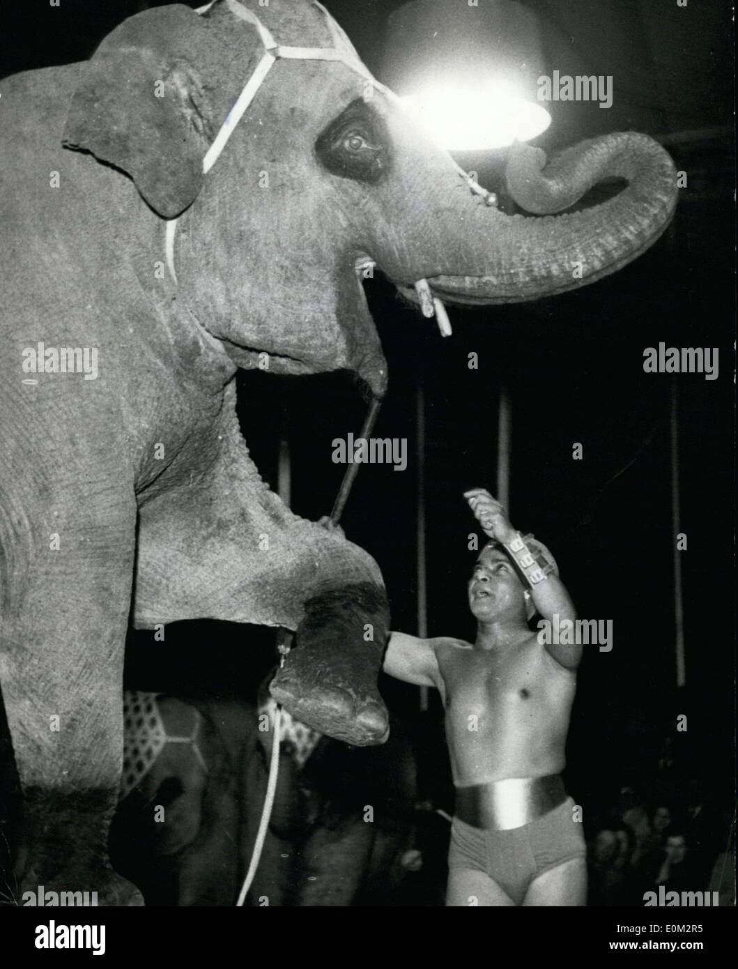 May 09, 1953 - Pictured here is the world-famous ''Elephant Boy'' Sabu, actor in 14 movies, who came with his beloved pachyderms to Germany for the first time. That weekend he performed the main act of the Dutch National Circus, which was in Hamburg for four weeks. Sabu is getting his favorite elephant ''Cita'' to rear up on her hind legs. Stock Photo