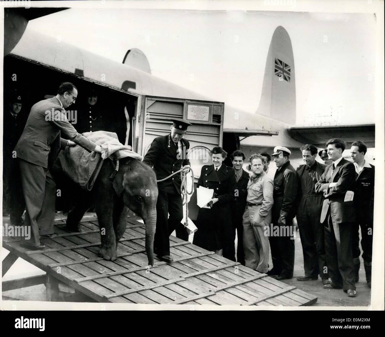 Apr. 11, 1953 - BABY ELEPHANT FOR LONDON ZOO ARRIVES: A baby elephant, destined for the Zoological Gardens, Regent's Park, arrived at London Airport today from Assam. Her name is Lakhsmi (after the Hindu goddess of wealth), and she is about 11 months old. Lakhsmi was caught in February in Assam, and is 4ft. lin. high. Keystone Photo Shows:- Lakhsmi, the baby elephant, being led from the aircraft on arrival at London Airport today. Stock Photo