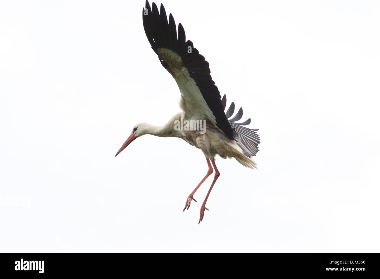 European White Stork (Ciconia ciconia) in flight Stock Photo