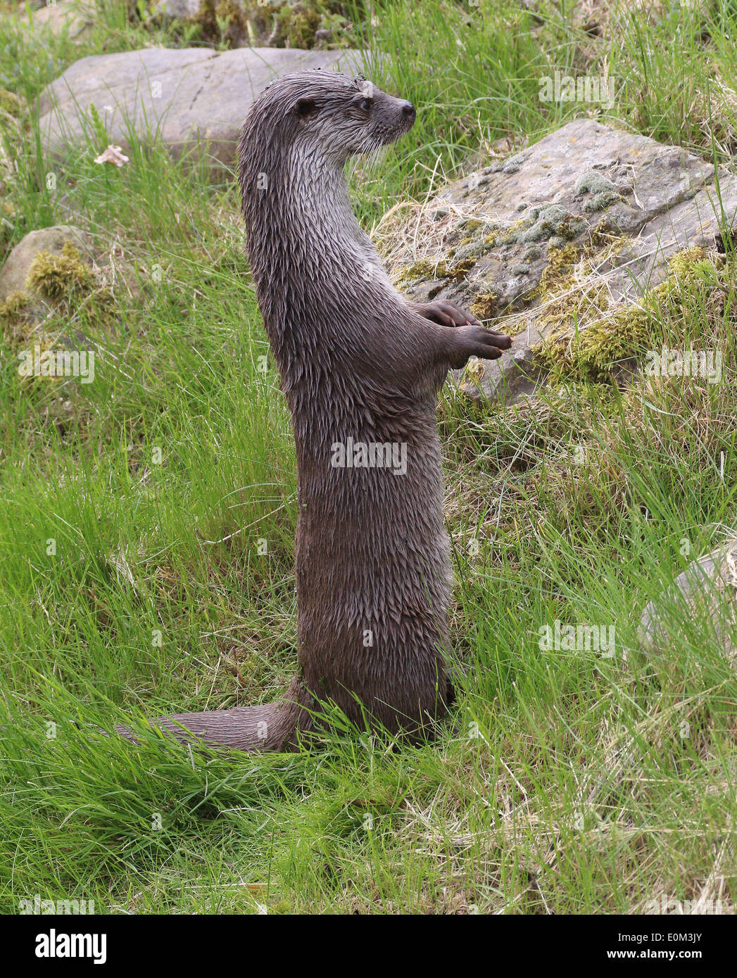 Close-up of a  European otter (Lutra lutra) standing on two legs Stock Photo