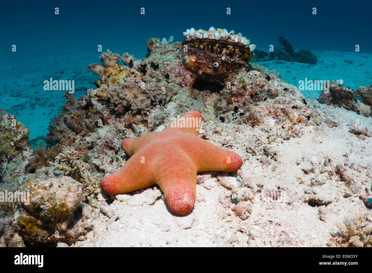 Granulated sea star or starfish. Maldives. (Choriaster granulatus) Stock Photo