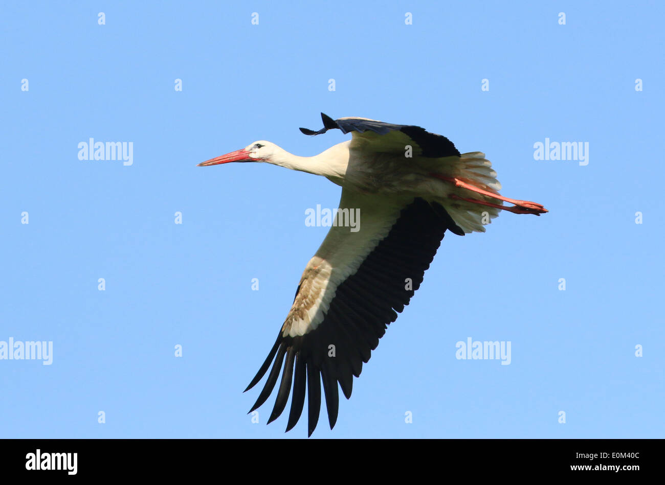 European White Stork (Ciconia ciconia) in flight Stock Photo