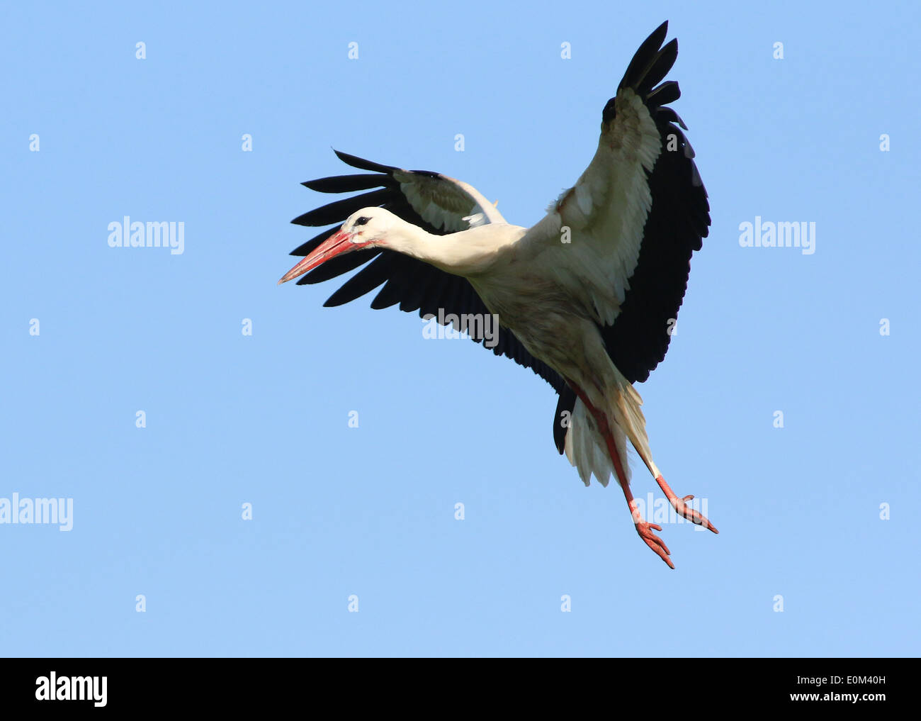 Flapping incoming hi-res stock photography and images - Alamy