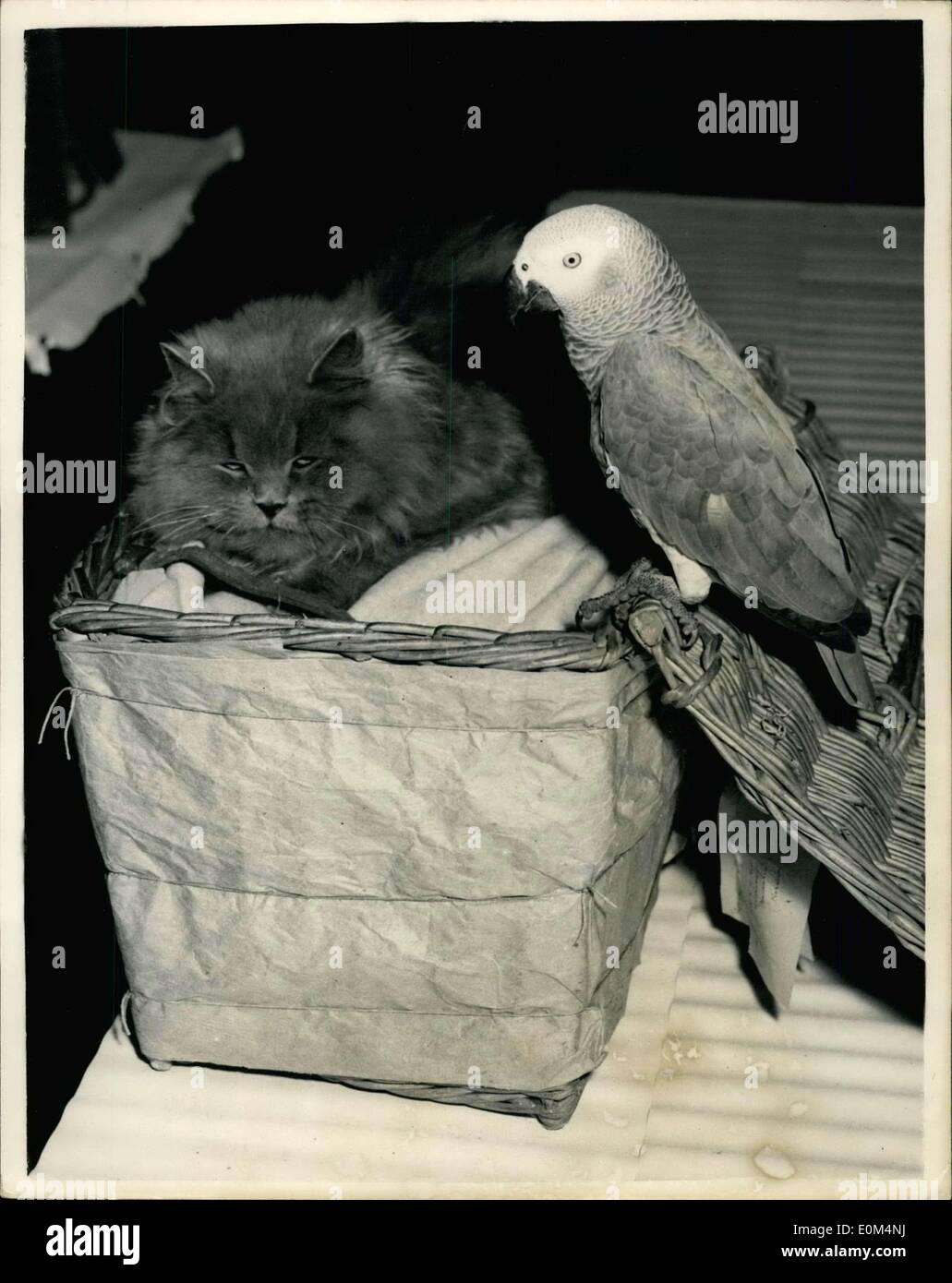 Jul. 31, 1953 - Coronation year show of the Kensington kitten and neuter club: Photo shows to prove that a cat and bird can be taught to live together in perfect harmony, Caesar, a Blue Persian, and Cleopatra, the parrot, went to the show at the Horticultural Hall today. They belong to Mrs. A.E.Vize, of Bolters-lane, Banstead, Surrey. Stock Photo