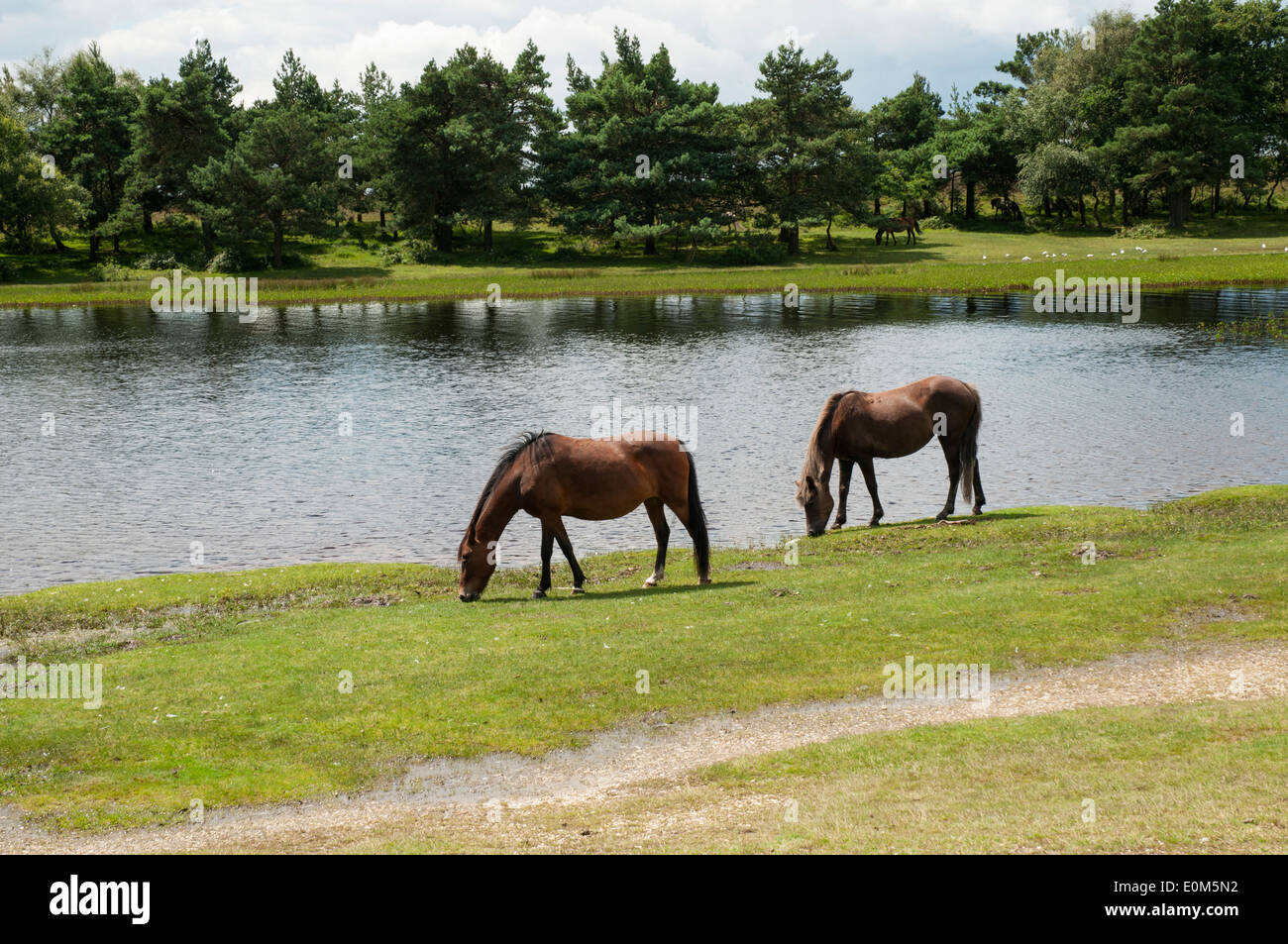 New Forest ponies grazing at Hatchet Pond, Hampshire Stock Photo - Alamy