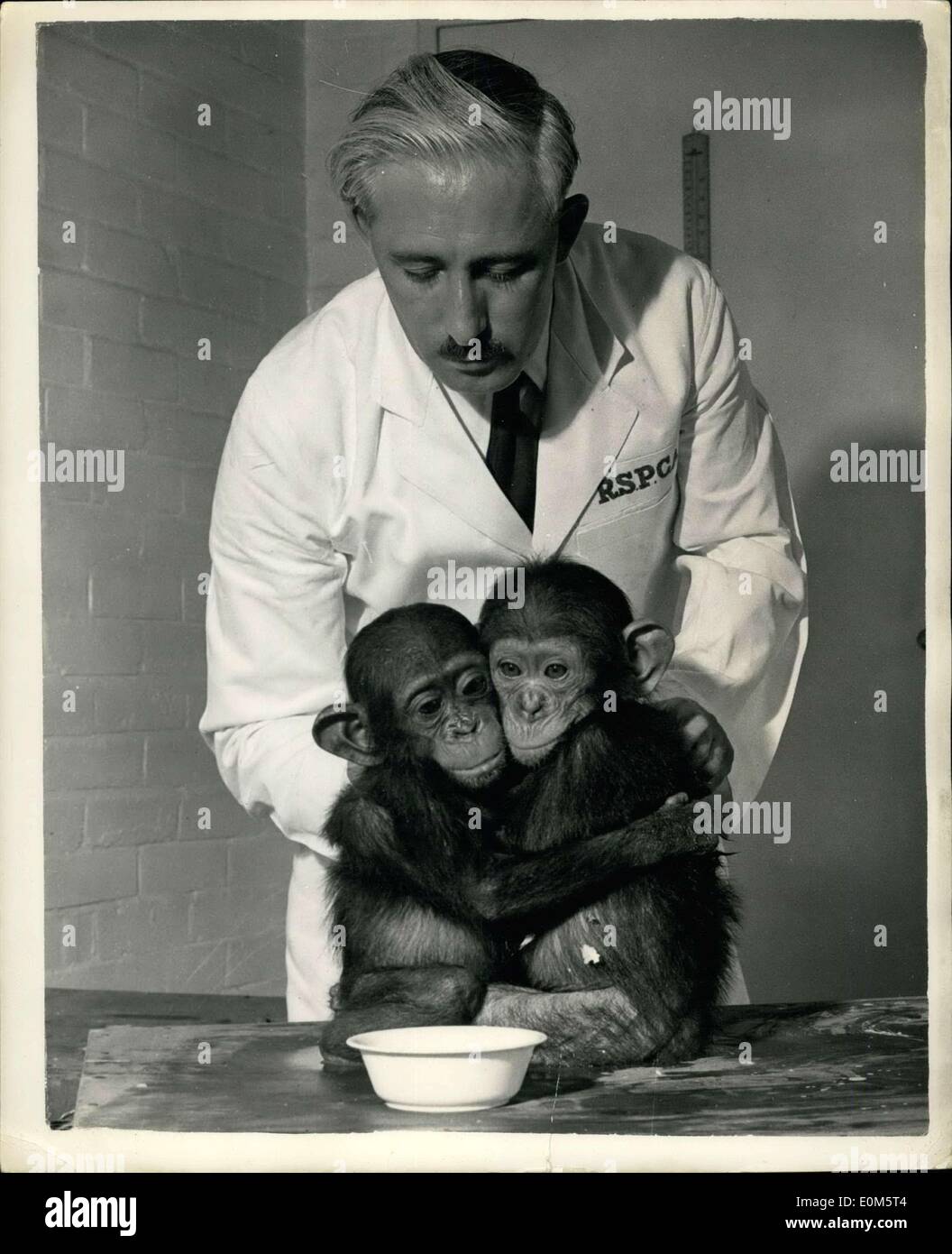 Sep. 04, 1953 - Just  Couple of Pals Chinps Call in For a Drink at London Airport: A baby orang-outand and a couple of Young Chimpances - called into London Airport last evening - Just for a drink before continuing their Journey from Amstordon to New York. Picture Shows: The To young Chimpansees cuddle together for a little warmth - when the R.S.P.C.A. official arrive to give them a drink at London Airport. Stock Photo