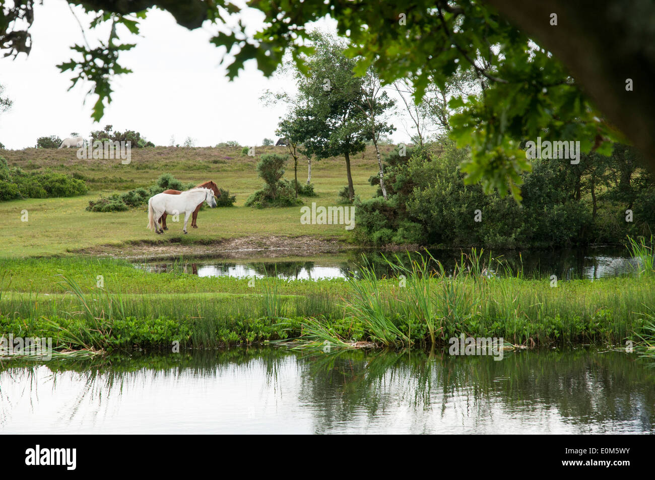 New Forest ponies grazing at Hatchet Pond, Hampshire Stock Photo Alamy
