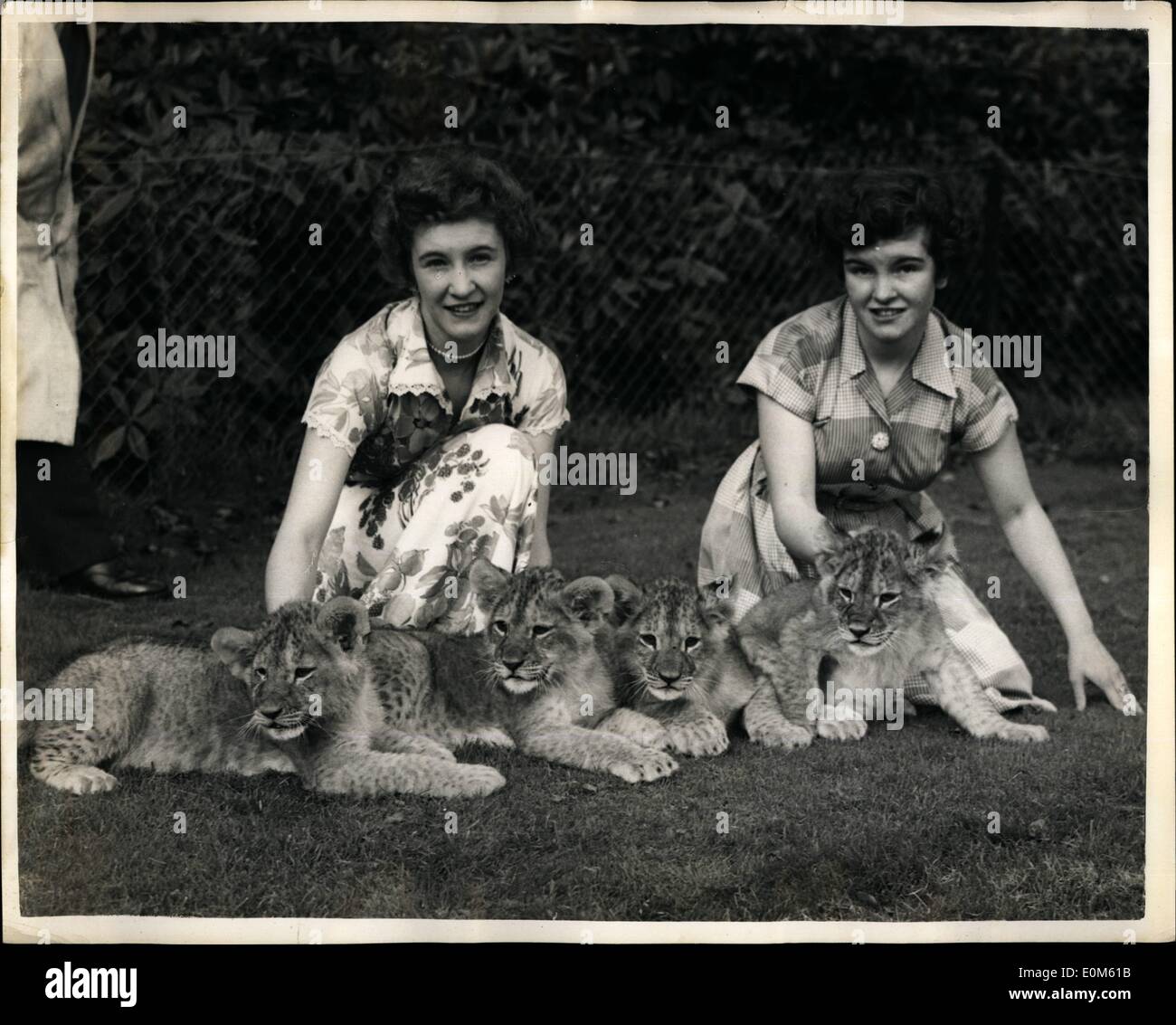 Oct. 10, 1953 - Introducing Joan - June - Juno and Jean. New lion cubs at Whipsnade zoo: Some girls might be rather hervous at handling such lovely but usually too playful ''pets'' as these eleven weeks old lion cubs at Whipsnade Zoo but not so Marjorie (left) and Brenda Jones. The cubs who have been given the names of ''Joan'' ; ''June''; ''Juno'' and ''Jean'' have a daily outing on the lawns of the zoo. Stock Photo