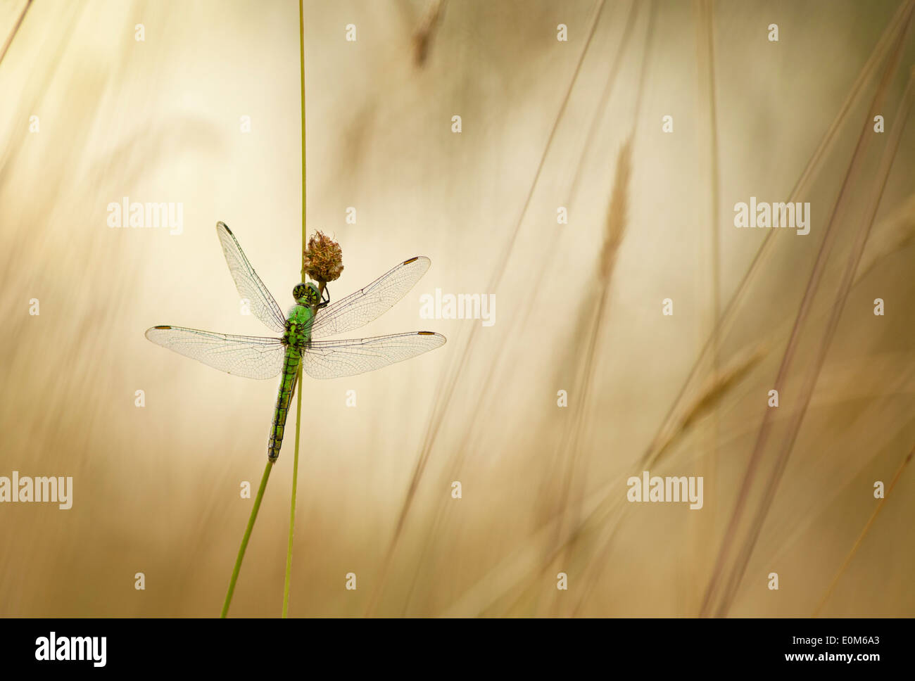 A Green Darner dragonfly waits for the warning rays of the morning sun, Oregon, USA (Anax junius) Stock Photo