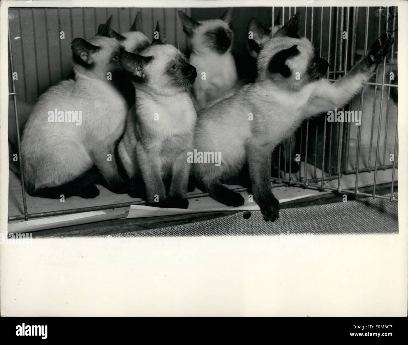 Oct. 10, 1953 - Siamese cat club show at Westminster: Photo shows a letter of 10 week old Siamese kittens by Alani of Sharkah, owned by Mrs Abbott, of Twickenham. Stock Photo