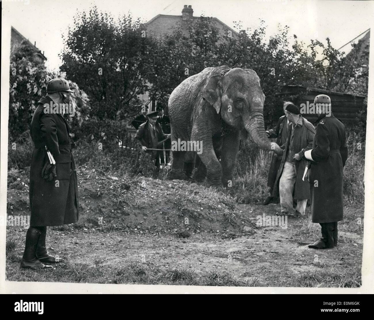 Sep. 09, 1953 - Elephant at the bottom of his garden. Juno likes a spot of fruit.: When Mr.Alex Smith, an accountant, awoke at his home in Smerset Avenue, Hock, Surrey, this morning he could bot believe hie eyed - at the bottom of his garden was a real live elephant - munching apples. The elephant was Juno a 10 ff. high female circus elephant when went off for a walk on her own when being taken from Chessington Zoo - along the Kinston By-Pass so board a train at Esher - fro Brighton. She was soon brought into line once again. Photo shows after having her fill of fruit in Mr Stock Photo