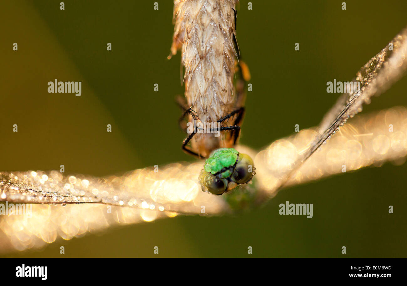 A Green Darner dragonfly waits for the warning rays of the morning sun, Oregon, USA (Anax junius) Stock Photo