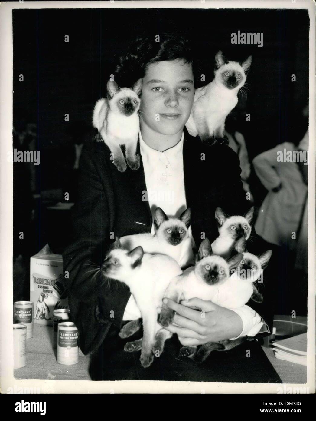 Oct. 01, 1953 - Siamese cat club show at Westminster: Photo shows Maureen Abbott, age 14, of Twickenham, seen with Alani of Sharkah's litter of 16-week old Siamese kittens, owned by her mother. Stock Photo