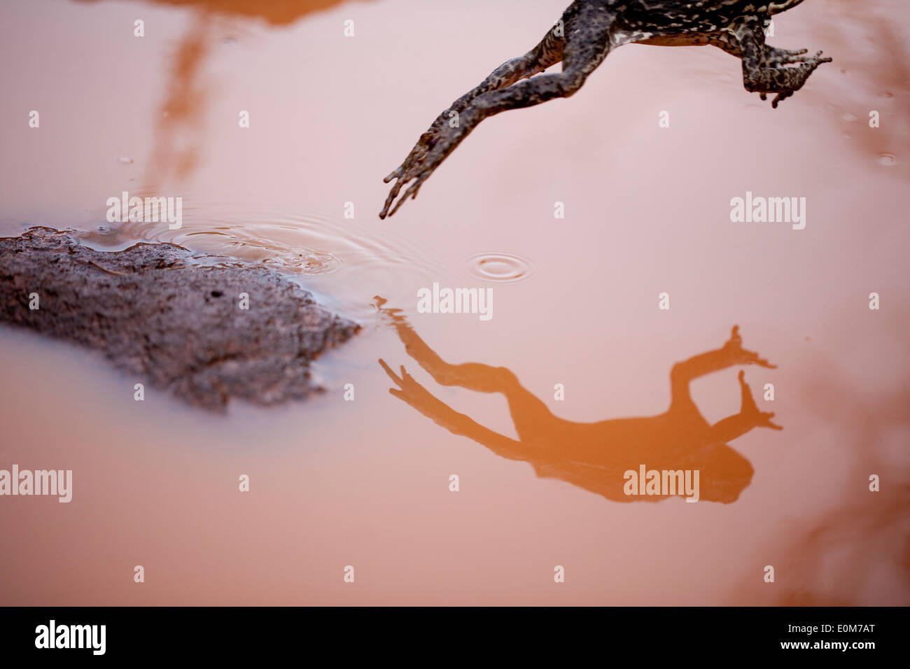 A Cane Toad is reflected as it leaps from a rock in a mud puddle, Kauai, Hawaii, USA (Bufo marinus) Stock Photo