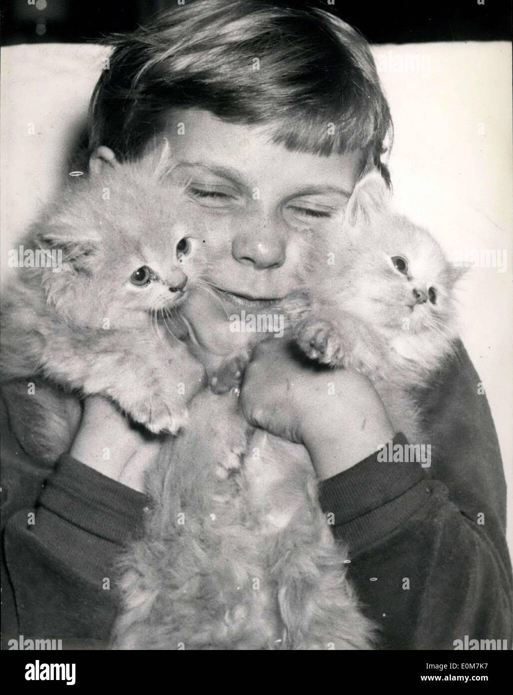 Nov. 21, 1953 - These little Angora kitties aren't comfortable with so much love from a kid! These little guys are part of the first German Exhibition on Cats in Hamburg. There are also 22 other breeds there, among them: Siamese, Abyssinian, and Burmese. The most beautiful breed will receive a badge. Stock Photo