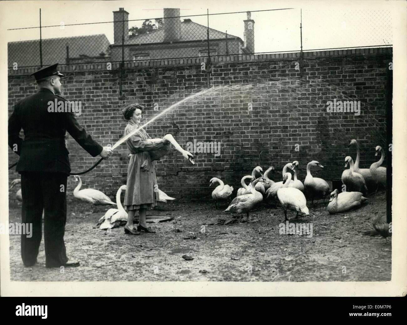 Jan. 01, 1954 - Oil-Covered Swans Are Rounded Up-For Cleaning. Many of the Thames oil-covered swans are being rounded up by R.S.P.C.A. officials for cleaning. Five of them were caught at Richmond. Photo Shows: An R.S.P.C.A. official spraying some of the captured oil-covered swans with a hose to remove the surplus dirt before the oil is removed. This was the scene at the Putney Animal Clinic. Stock Photo