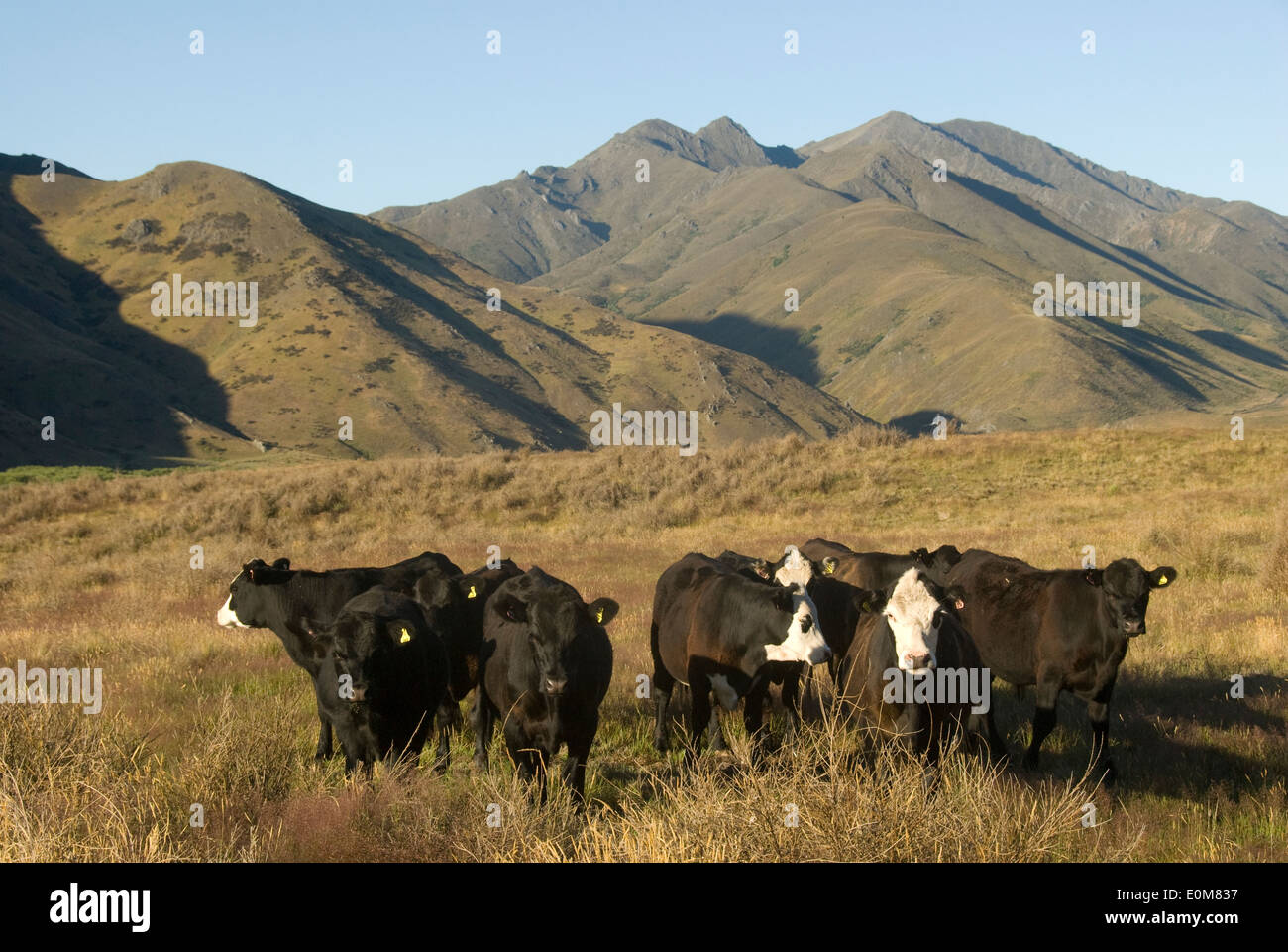 Cattle, Molesworth Road, Acheron Station, North Canterbury, South Island, New Zealand Stock Photo
