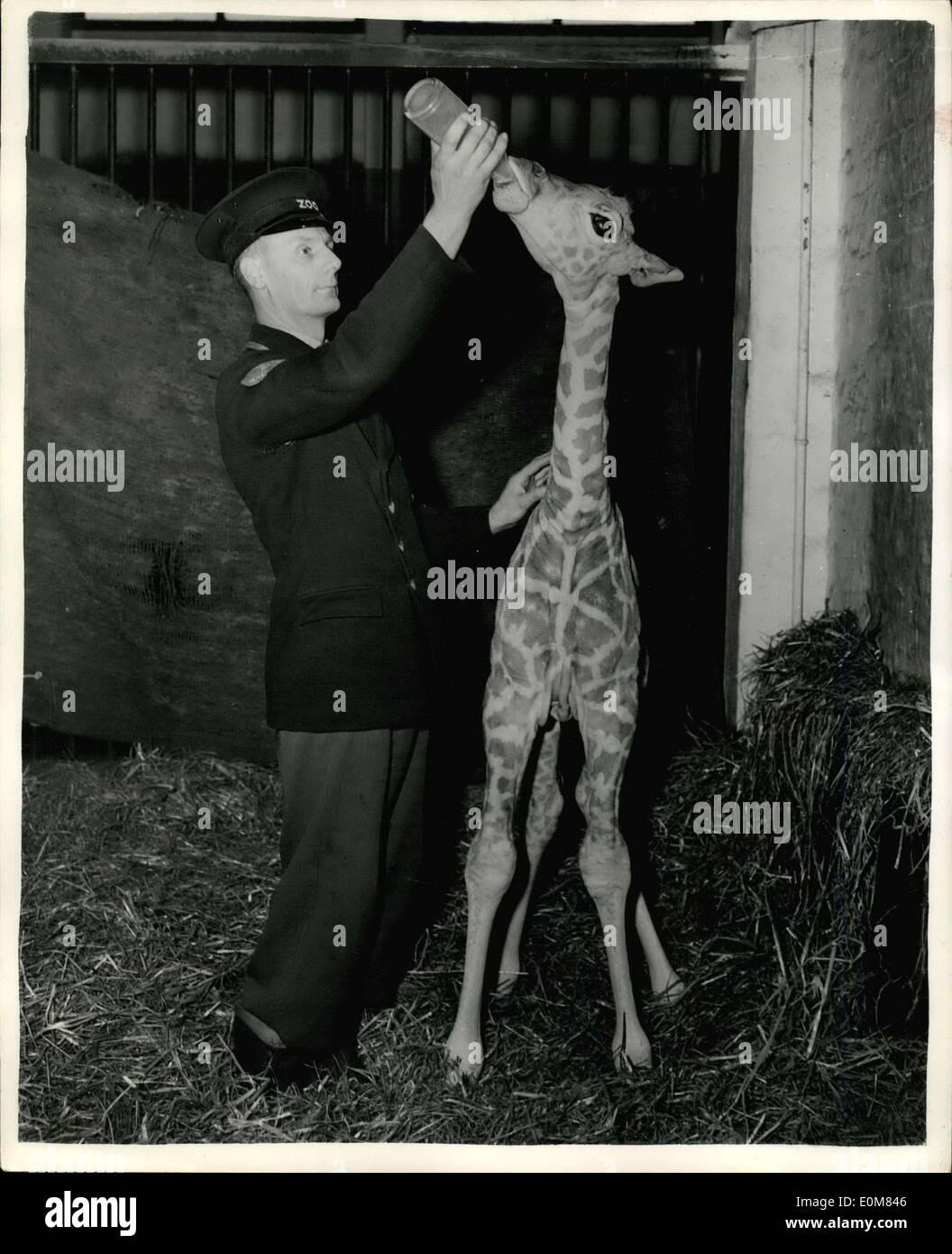 Jan. 12, 1954 - Introducing the Six foot baby....youngster goes on the Bottle: Some baby - is this female giraffe - born recently at Belie Vue Zoo, Manchester.... This picture was taken when she was only a few hours old - is six feet in height and weight 157 lbs....The keeper finds it none to easy to reach her hand - as he gives her a bottle food. Stock Photo