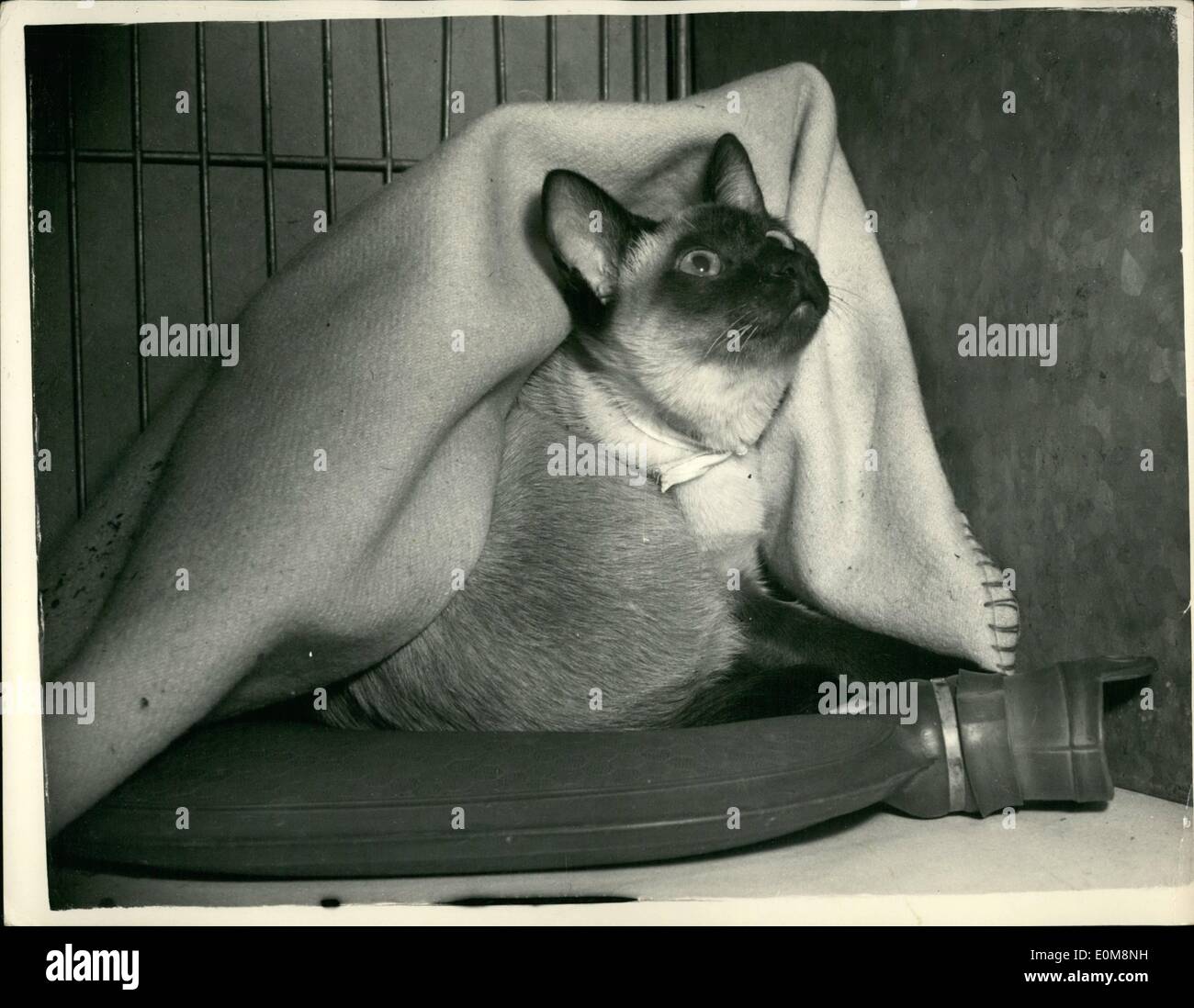 Feb. 02, 1954 - Southern Counties Cat Show. Photo Shows: ''Spotlight Trellis'' a Siamese Seal -point keeps warm with the aid of Stock Photo