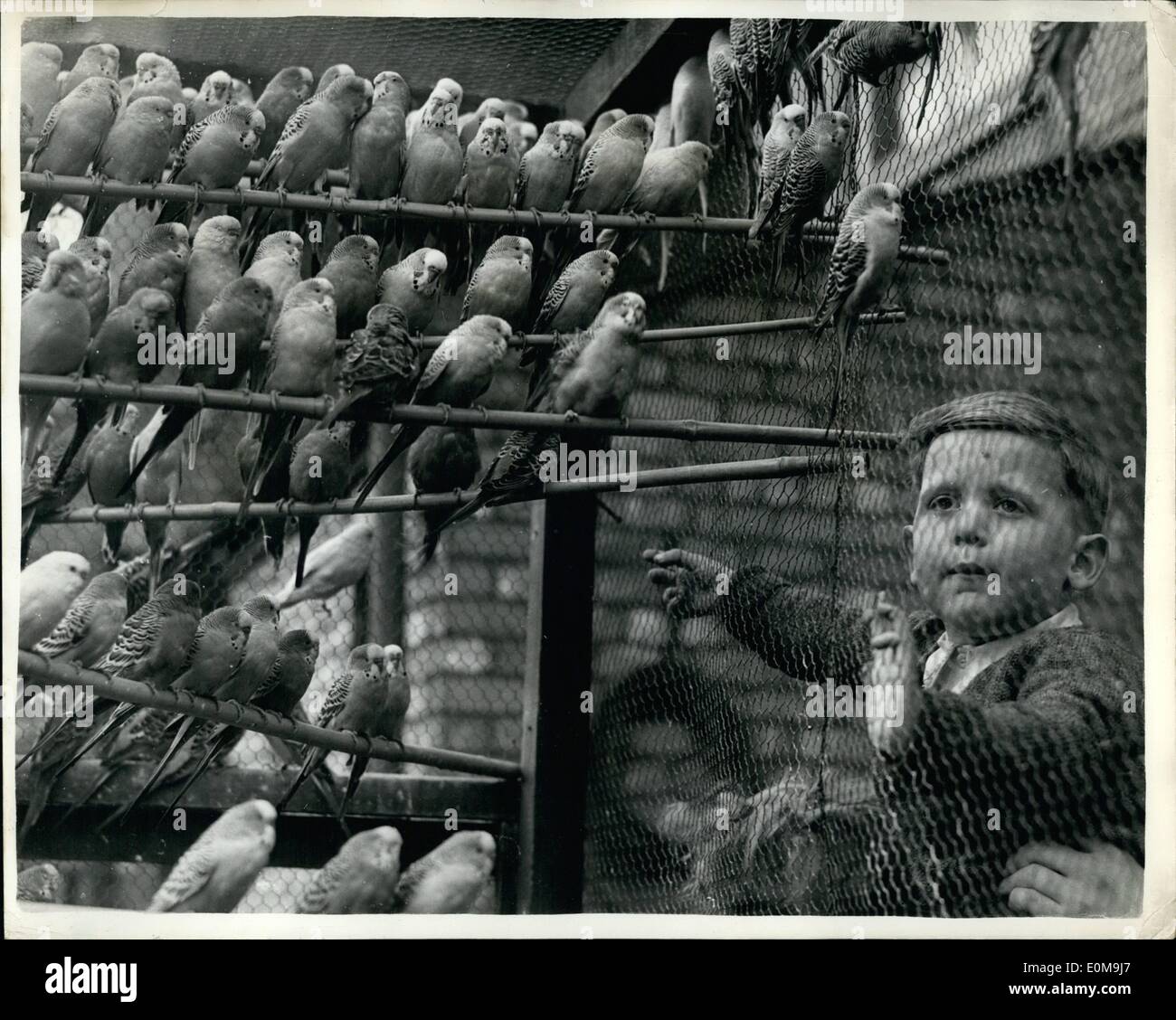 Apr. 04, 1954 - Policeman Sam ''Takes-In'' Three Hundred ''Lodgers''. Budgerigars As ''Exhibits''.: When police in Birkenhead had a fraud charge to deal with - which involved nearly three hundred budgerigars - Mr. Sam Thompson a Birkenhead Policeman decided to take the ''exhibits'' in as Lodgers - he is a bird fancier himself. Here is two year old Sam Thompson Jnr. admiring some of the ''lodgers'' in his father's aviary in the garden of his home. Stock Photo