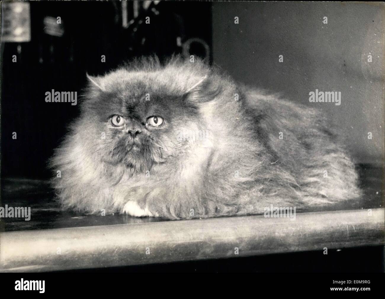 Mar. 03, 1954 - Meet Cat Champion: ''Galant Homme'' Was Proclaimed International Champion Of Persian Cats At The Cat Show Which Stock Photo