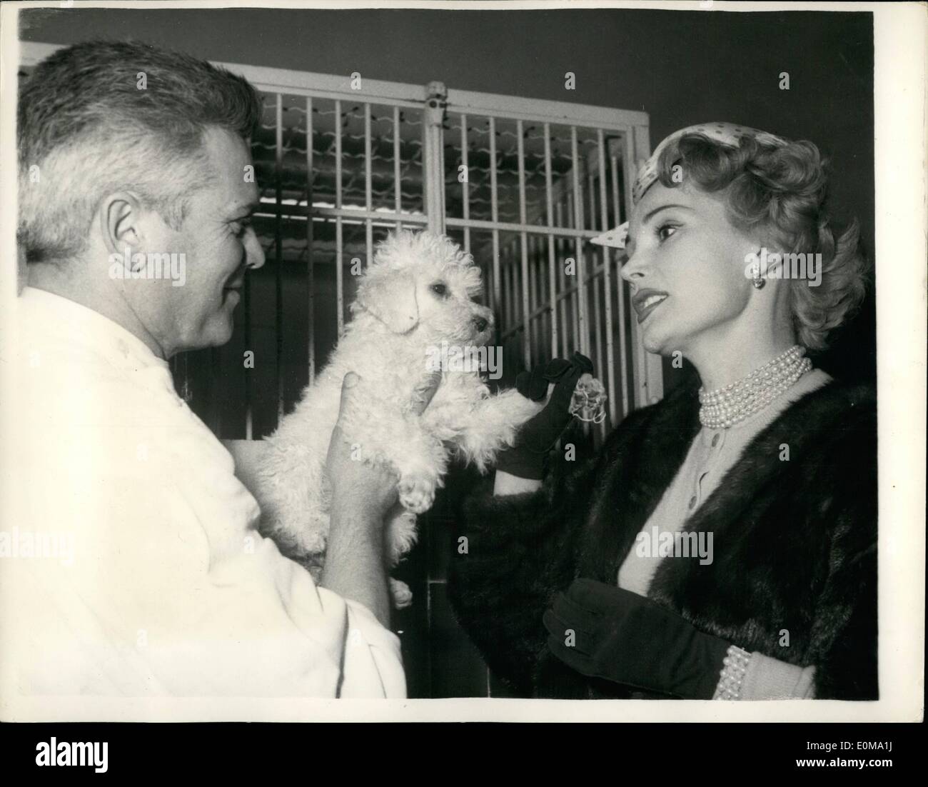Zsa Zsa Gabor Dog High Resolution Stock Photography and Images - Alamy