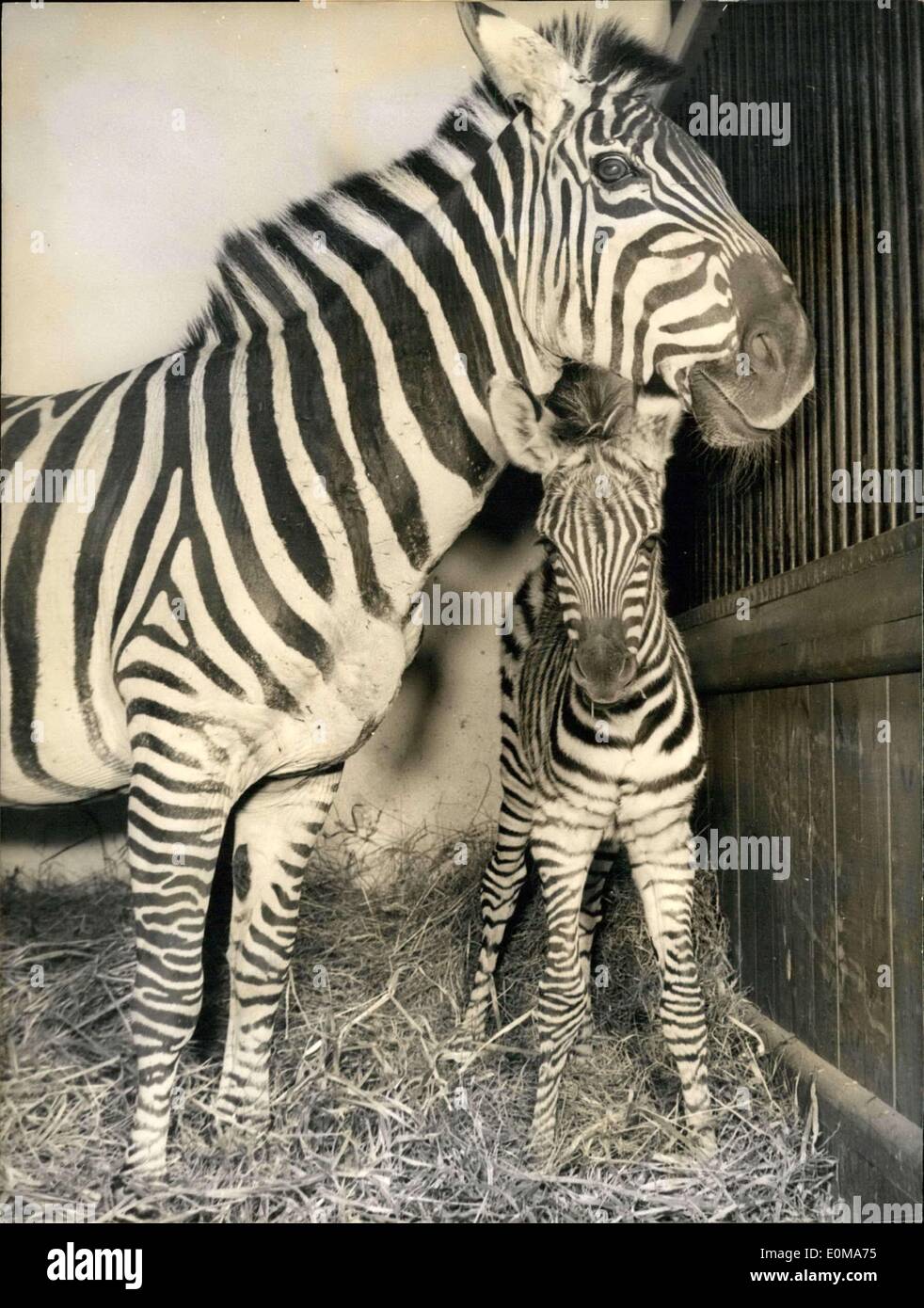 Mar. 27, 1954 - yesterday born: was the little zebra-baby in the zoo of hamburg - stellingen. with its big brown eyes it is looking eagerly around. by the way, zebras' ''new look'' are stripes - like before. Stock Photo